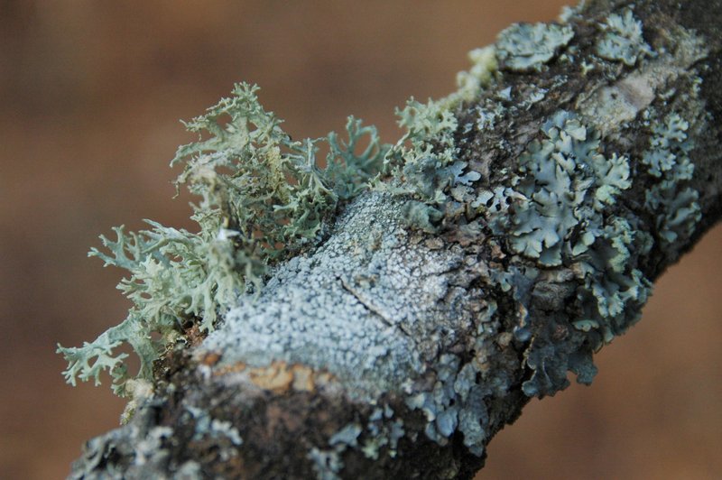 Lichens forestiers 3.3.2013 027